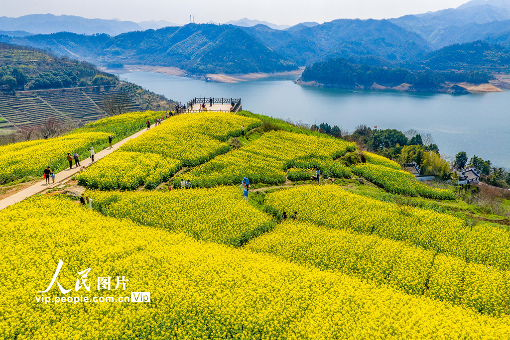 浙江新昌：油菜花开 春意浓【3】