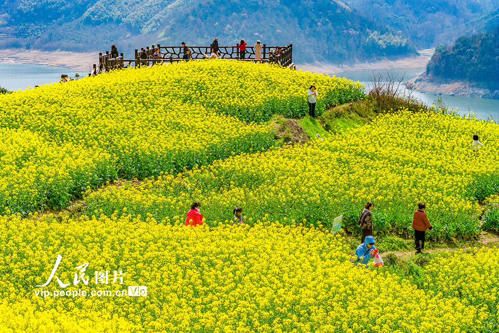 浙江新昌：油菜花开 春意浓【4】