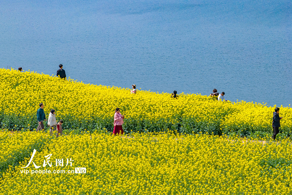 浙江新昌：油菜花开 春意浓【6】