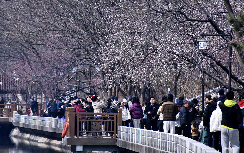 3月8日，市民在朝陽區二道溝河六裡屯段的“山桃花溪”賞花休閑。