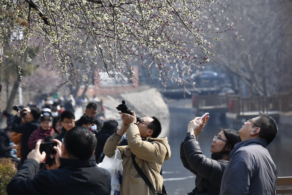 3月8日,市民在朝陽區二道溝河六裡屯段的“山桃花溪”賞花休閑。