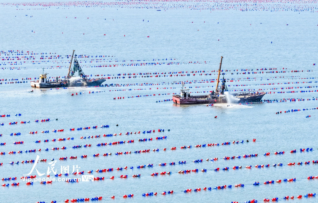 江蘇連雲港：“海洋牧場”春潮涌動【2】