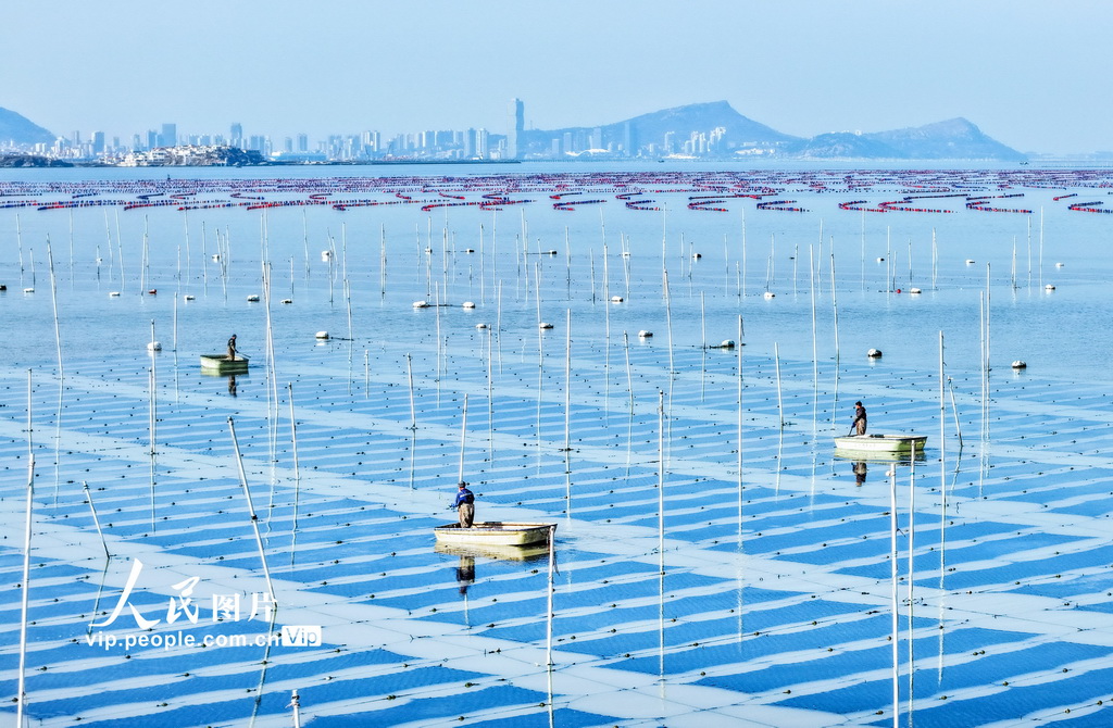 江蘇連雲港:“海洋牧場”春潮涌動【4】