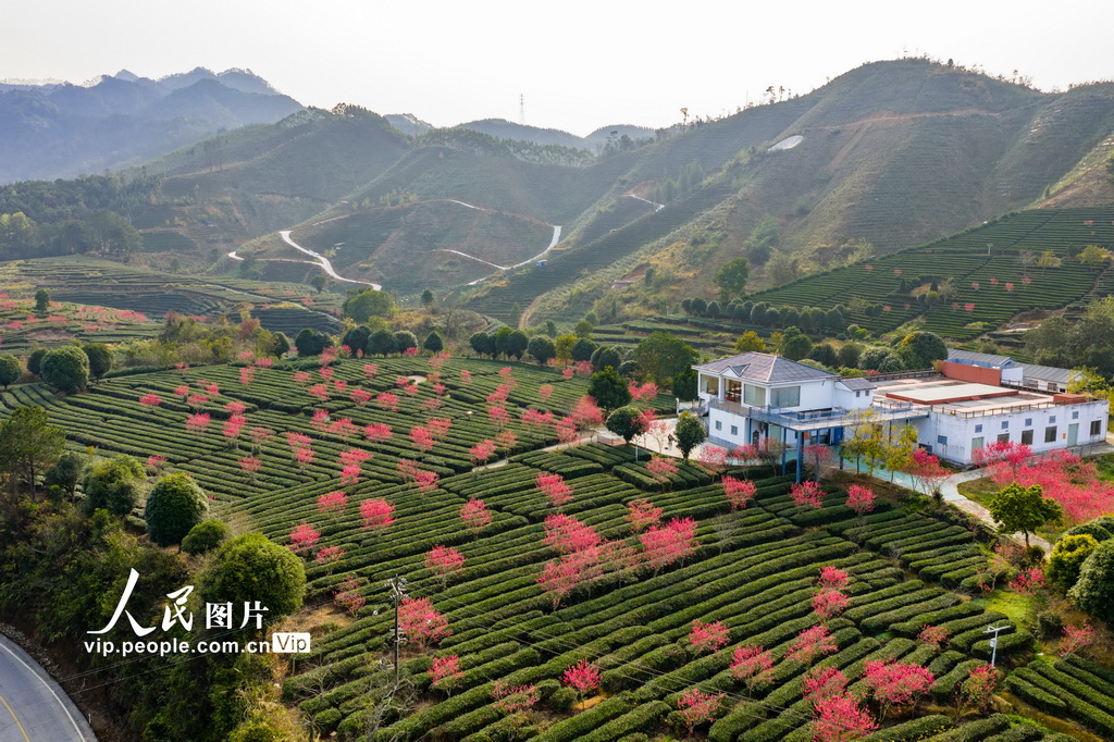 廣西昭平：春日茶園景色美【3】