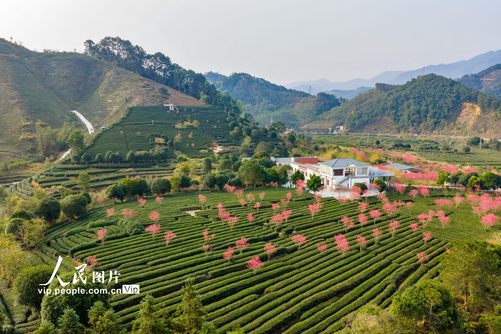 廣西昭平:春日茶園景色美【4】