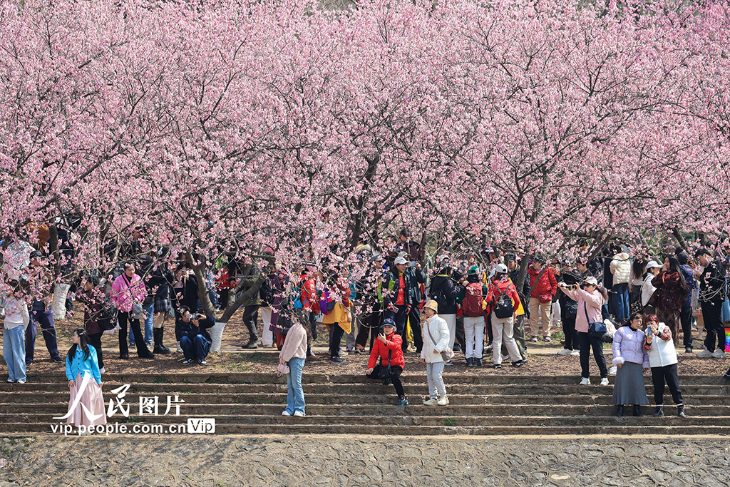 江蘇南京：櫻花爛漫春意濃【2】