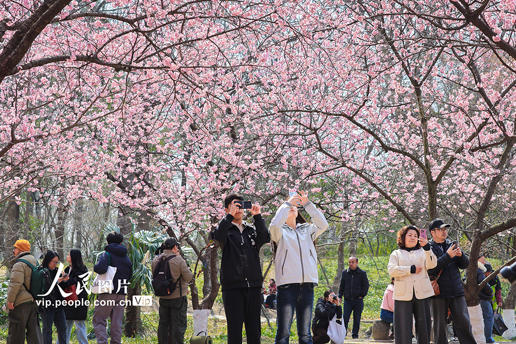 江蘇南京：櫻花爛漫春意濃【4】