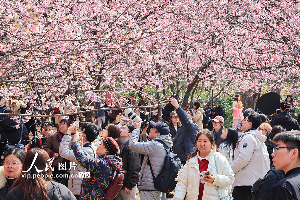 江蘇南京：櫻花爛漫春意濃【5】