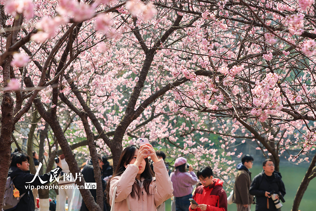 江蘇南京：櫻花爛漫春意濃【6】