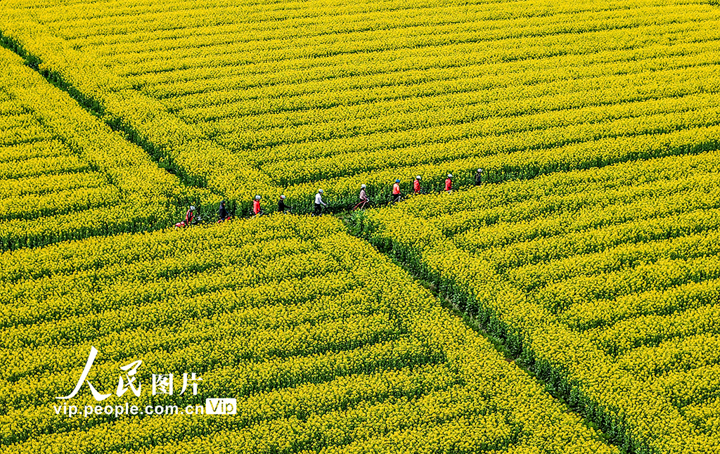 安徽蕪湖：油菜花開 鄉村游升溫【2】