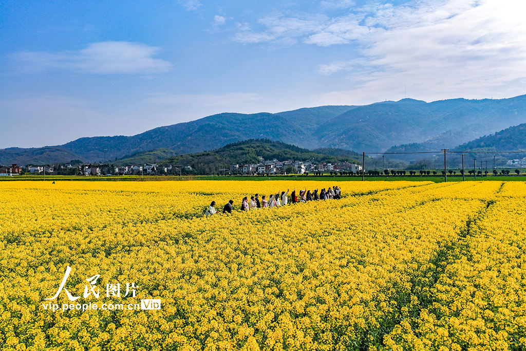 安徽蕪湖:油菜花開 鄉村游升溫【3】