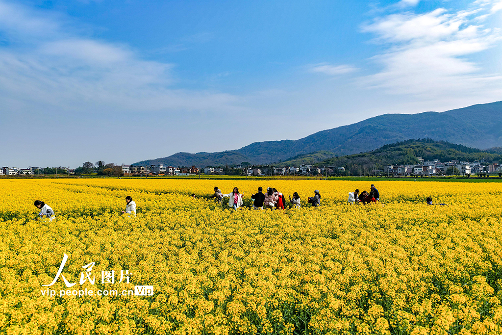 安徽蕪湖：油菜花開 鄉村游升溫【4】