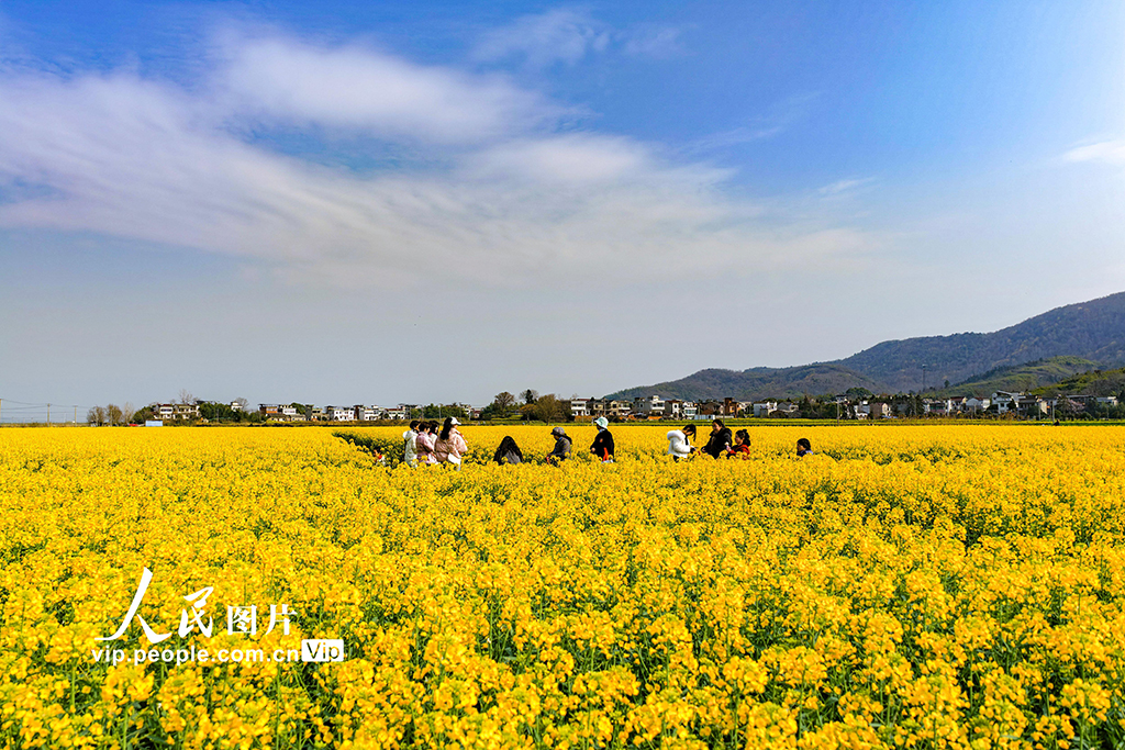 安徽蕪湖：油菜花開 鄉村游升溫【5】