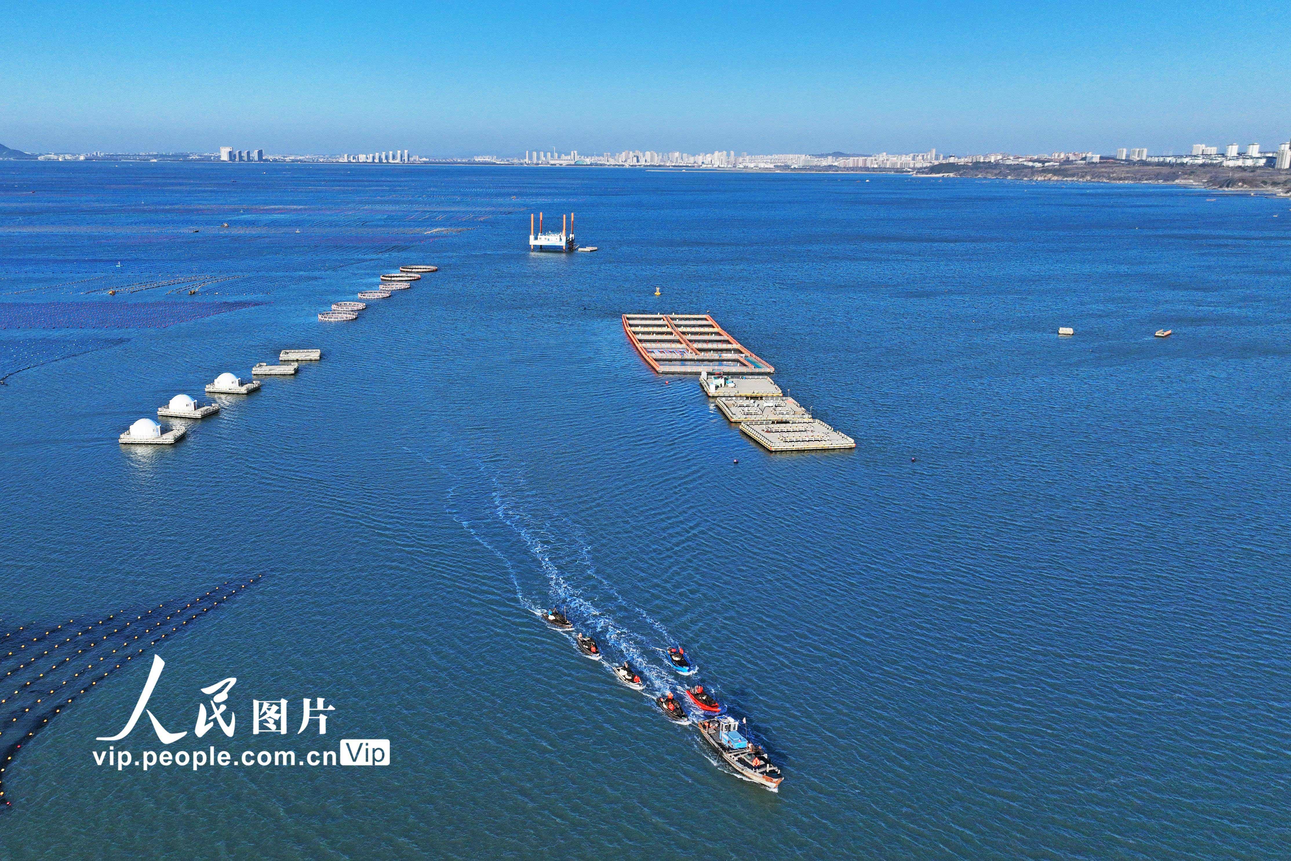 2026年3月9日,在山东省荣成市爱伦湾海洋牧场海带养殖区,运送海带的养殖船驶往码头。