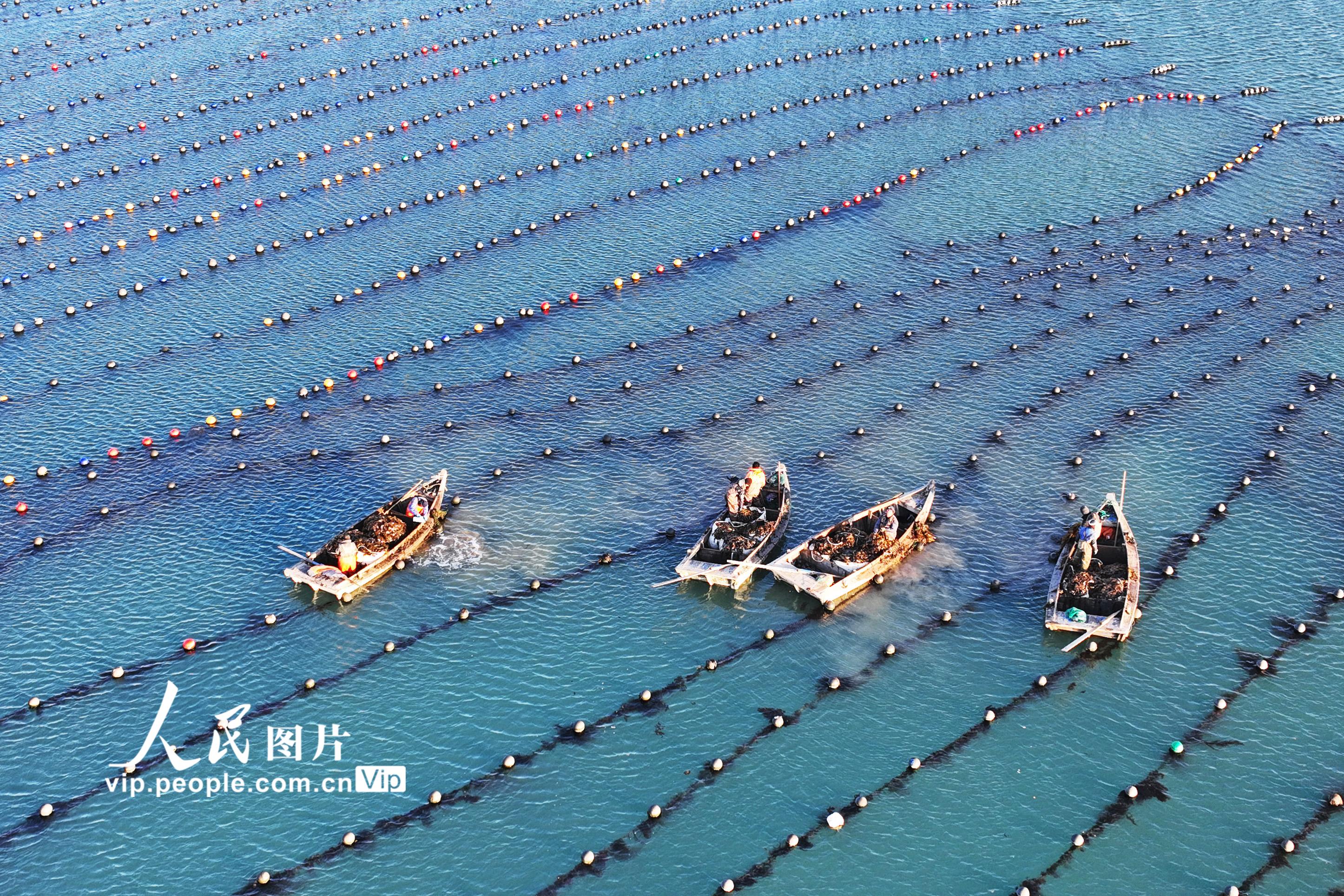 2026年3月9日，在山东省荣成市爱伦湾海洋牧场海带养殖区，养殖工人驾驶养殖船收获海带。