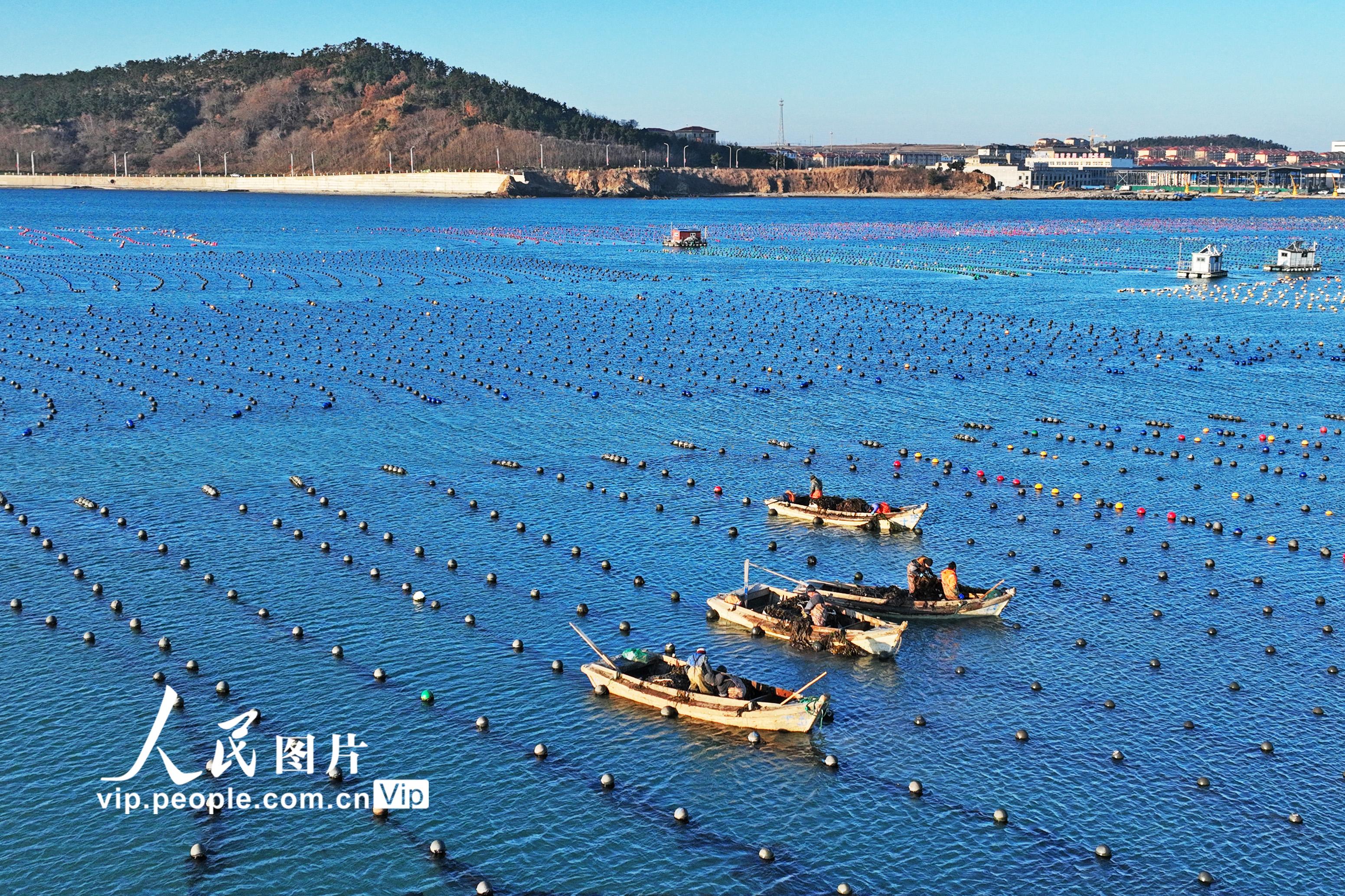 2026年3月9日，在山东省荣成市爱伦湾海洋牧场海带养殖区，养殖工人驾驶养殖船收获海带。