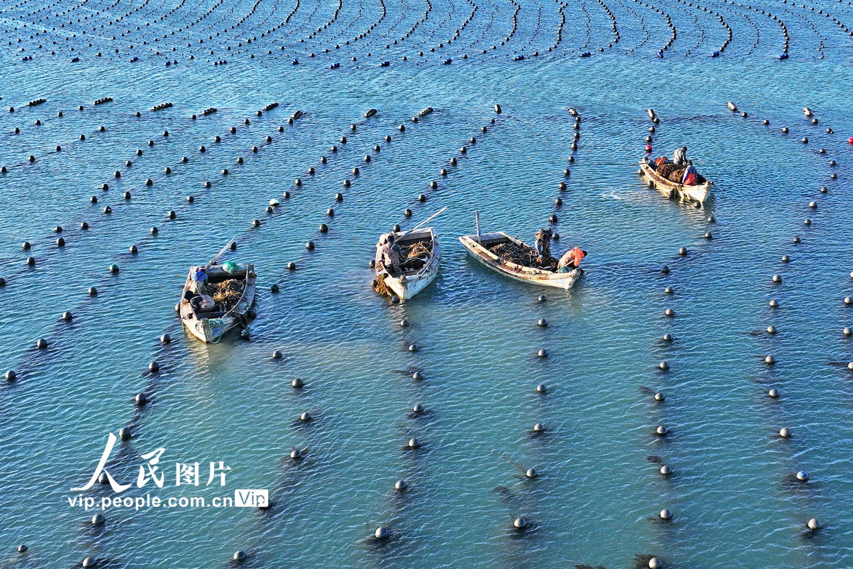 2026年3月9日，在山东省荣成市爱伦湾海洋牧场海带养殖区，养殖工人驾驶养殖船收获海带。