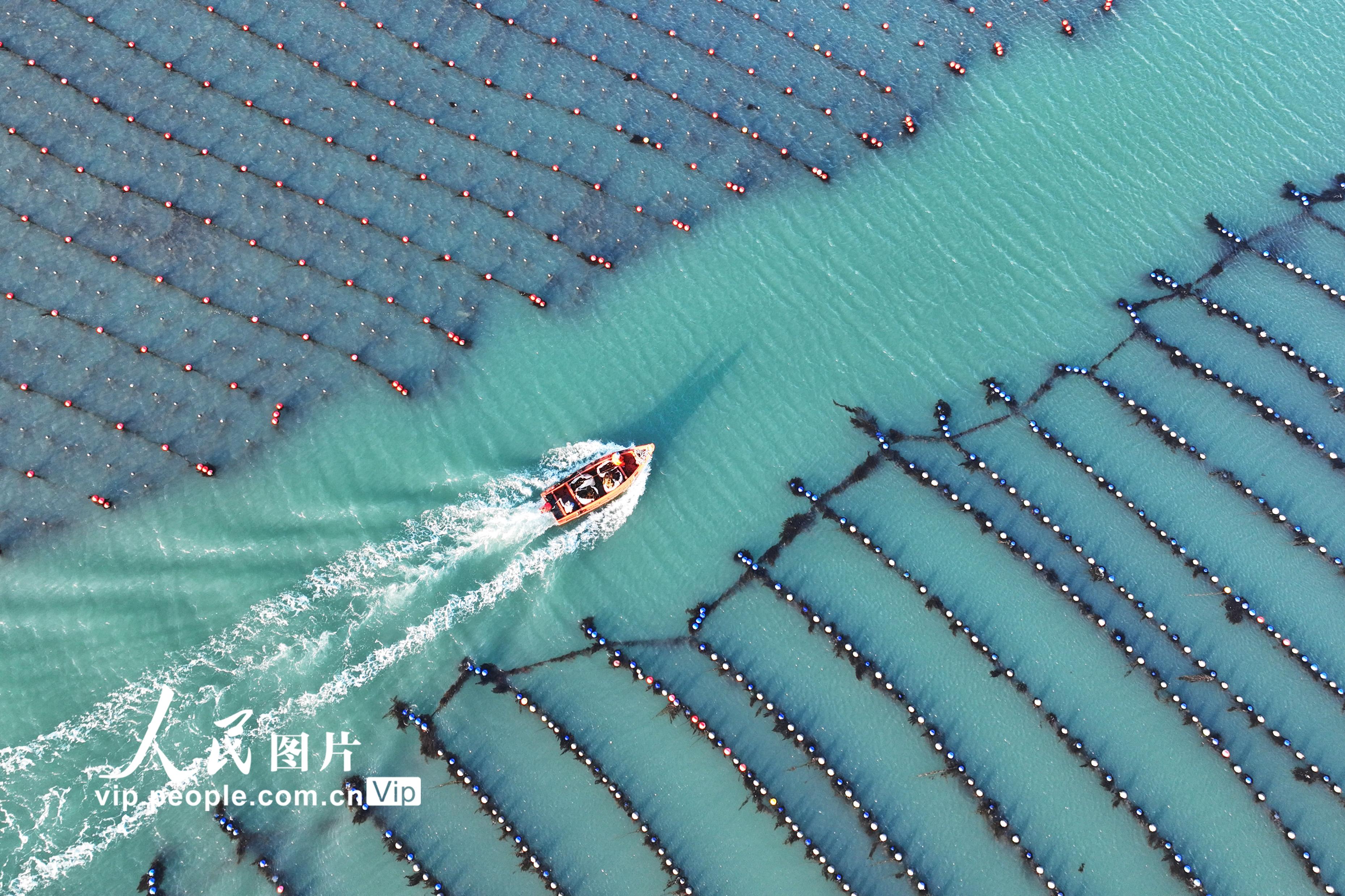 2026年3月9日，在山东省荣成市爱伦湾海洋牧场海带养殖区，运送海带的养殖船驶往码头。