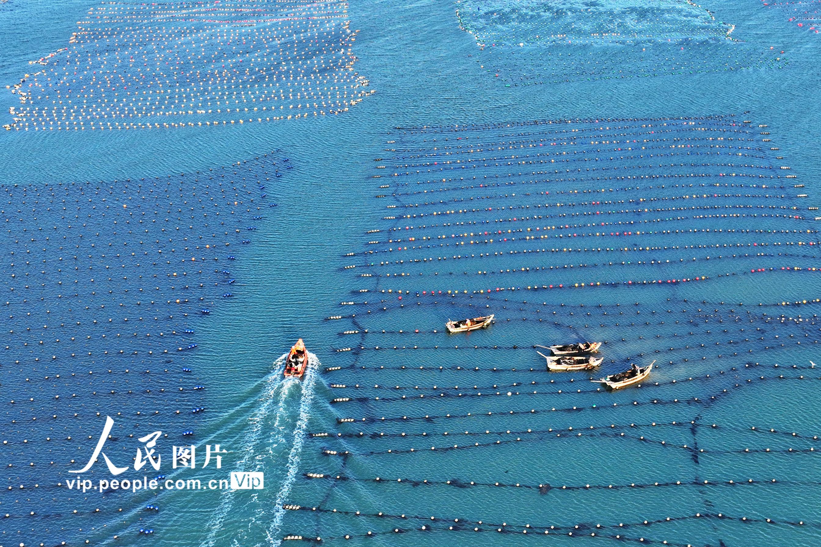 2026年3月9日，在山东省荣成市爱伦湾海洋牧场海带养殖区，养殖工人驾驶养殖船收获海带。