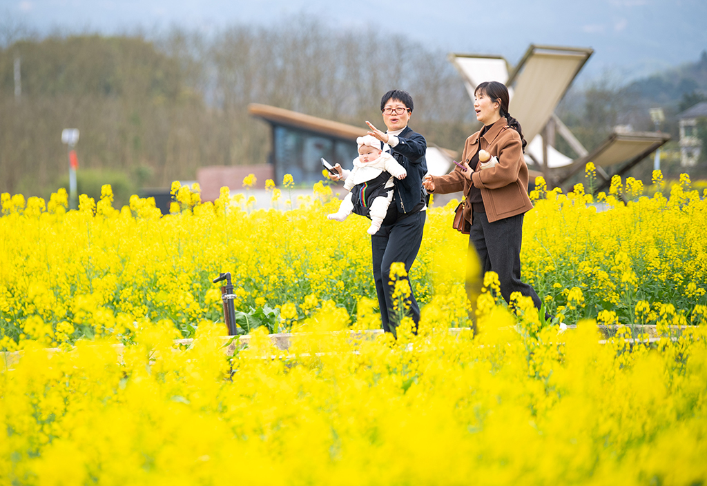 3月9日,游客在油菜花田游玩。