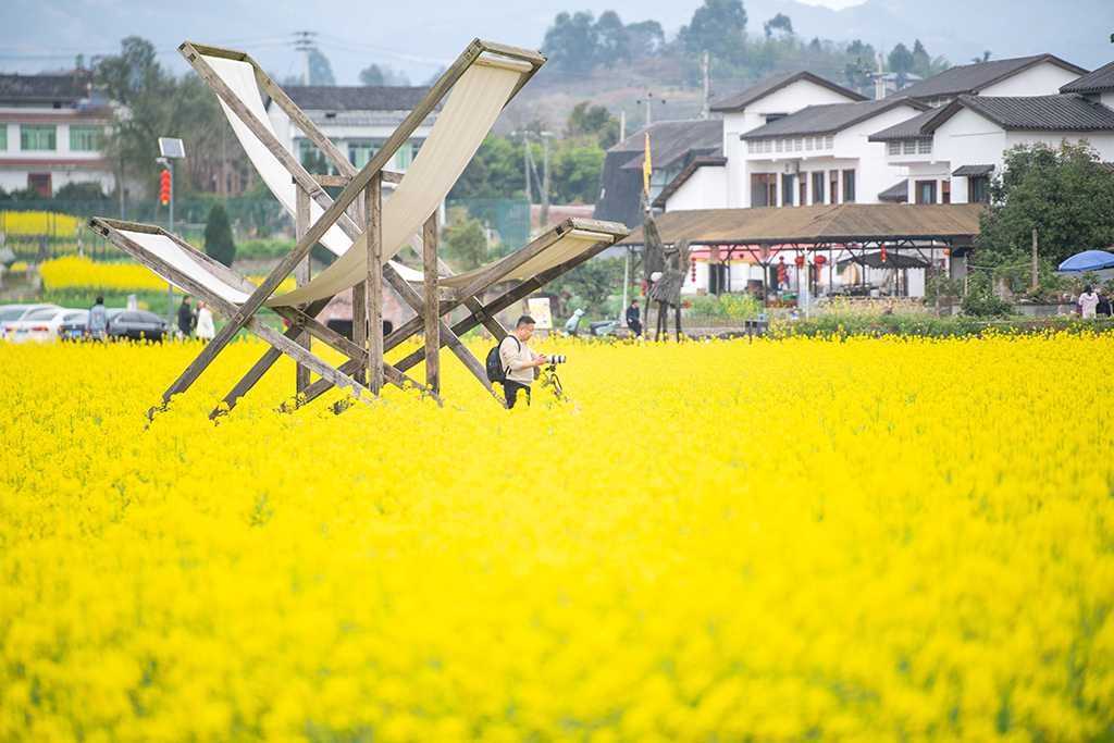 3月9日，游客在油菜花田拍照。