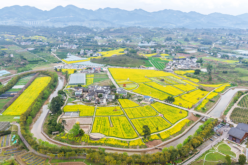這是3月9日在重慶市璧山區七塘鎮將軍村蓮花穴拍攝的油菜花田（無人機照片）。