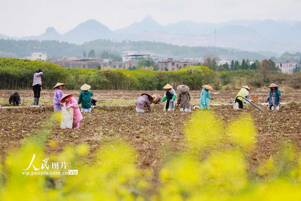 湖南新田：田間農事忙【2】