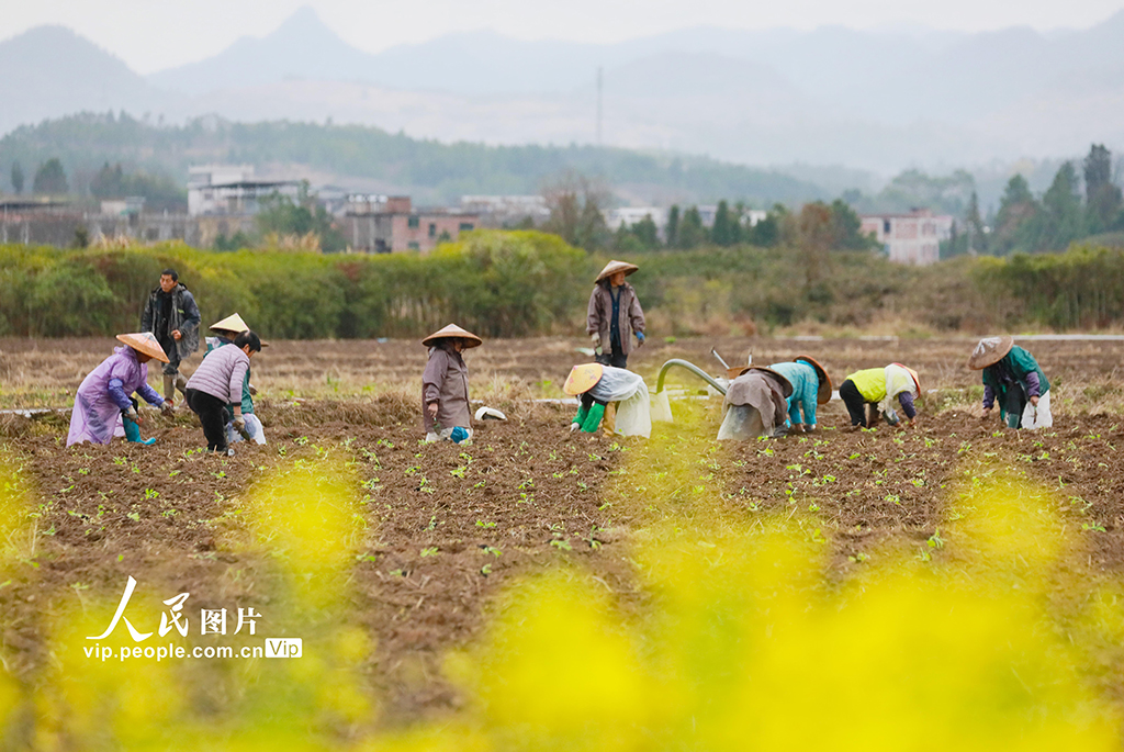 湖南新田：田間農事忙【3】