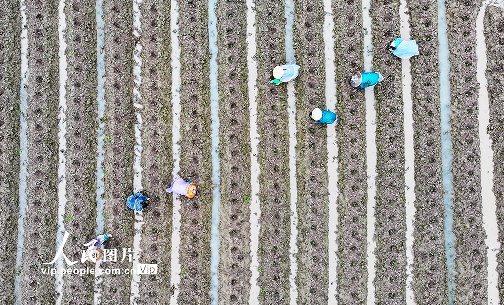 湖南新田：田間農事忙【4】