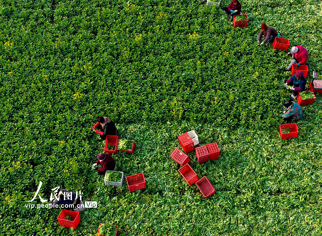 安徽利辛：採收菜薹【2】