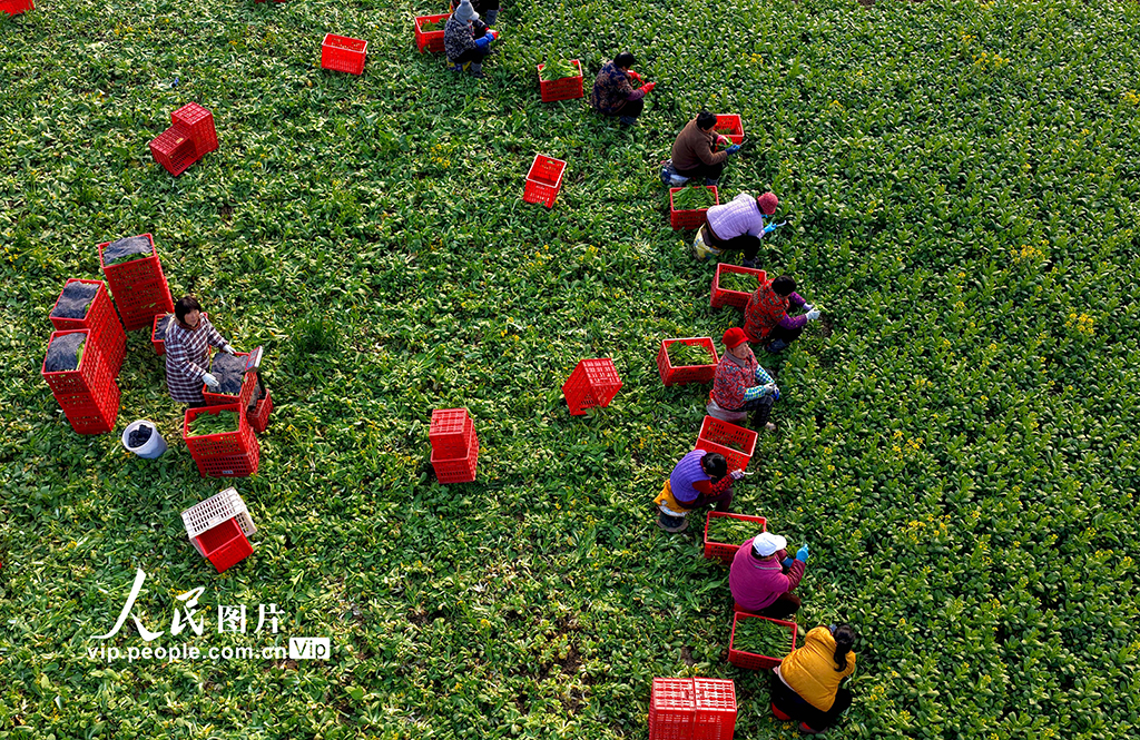 安徽利辛：採收菜薹【3】