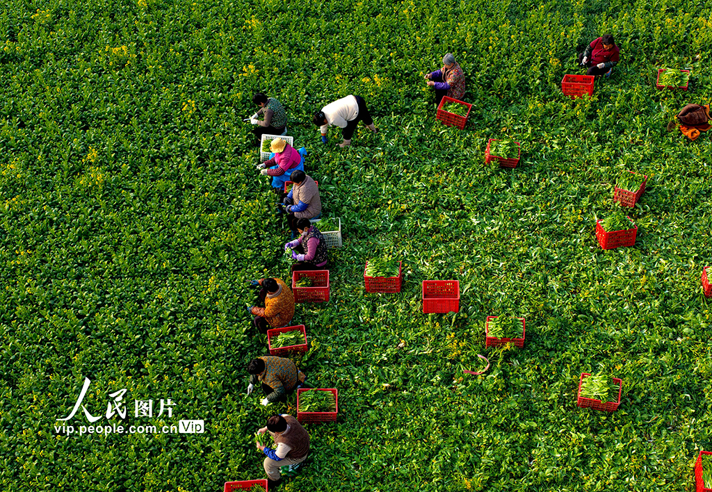 安徽利辛：採收菜薹【4】