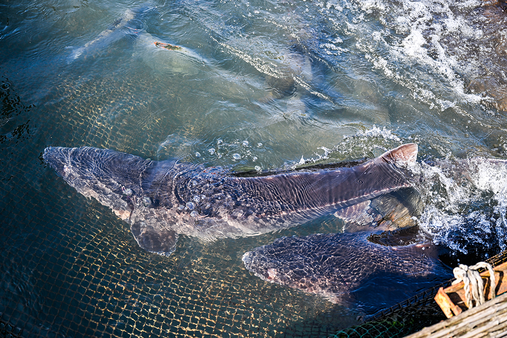 這是3月9日在重慶市萬州區水產研究所大周基地拍攝的長江鱘。