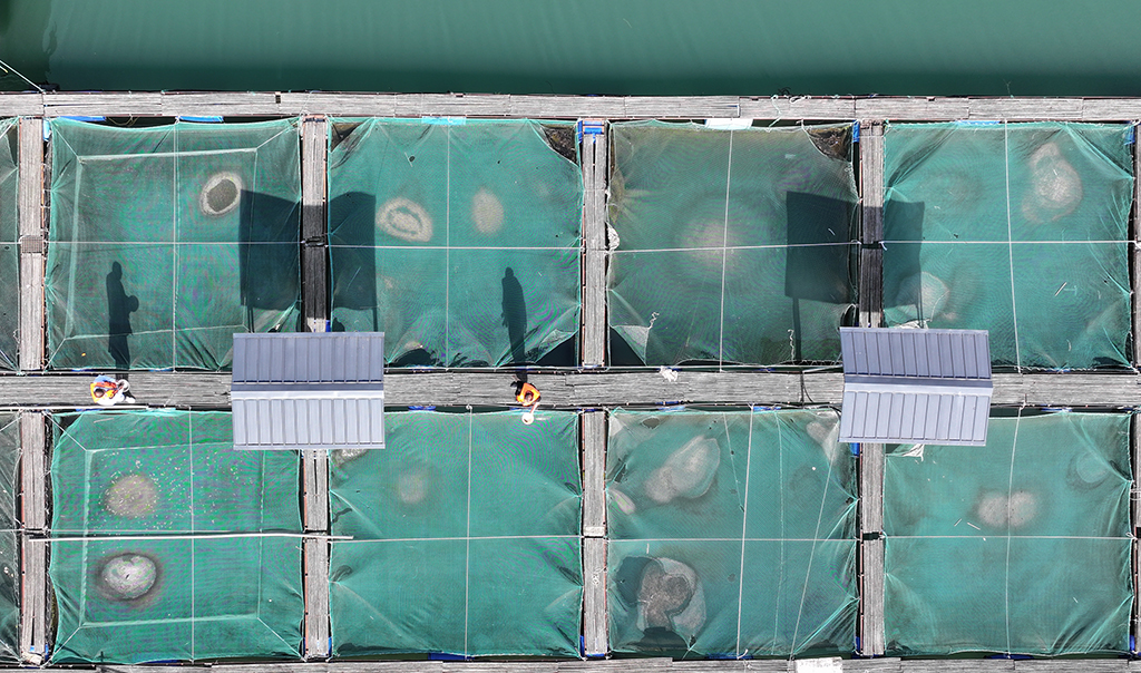 3月9日，重慶市萬州區水產研究所大周基地工作人員在給魚類喂食（無人機照片）。