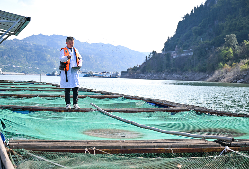 3月9日，重慶市萬州區水產研究所大周基地工作人員在給魚類喂食。