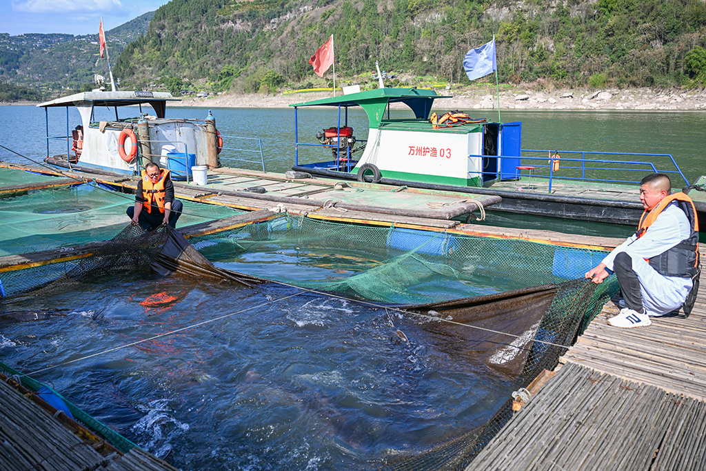 3月9日，重慶市萬州區水產研究所大周基地工作人員在查看網箱內的魚類生長情況。