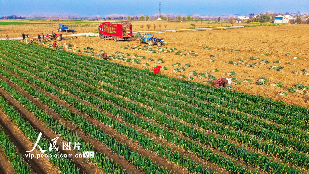 河南新野：鋼蔥收獲忙【2】