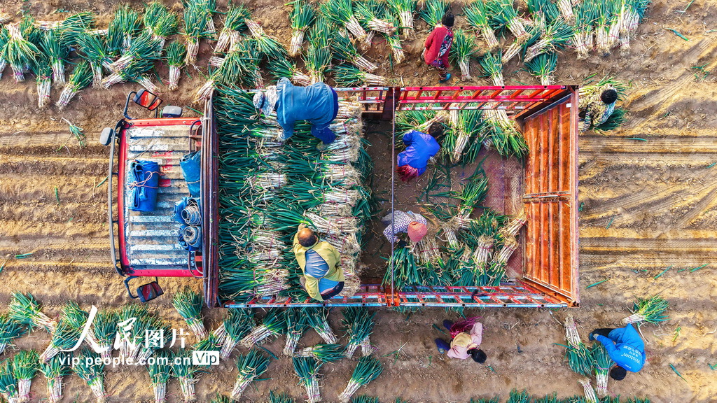 河南新野：鋼蔥收獲忙【3】