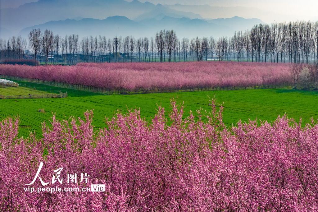 陕西西安:秦岭山下梅花绽放【3】