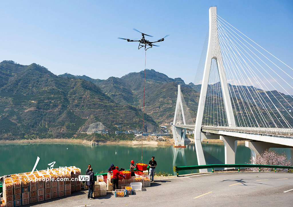 湖北秭歸:春橙飄香助增收【5】