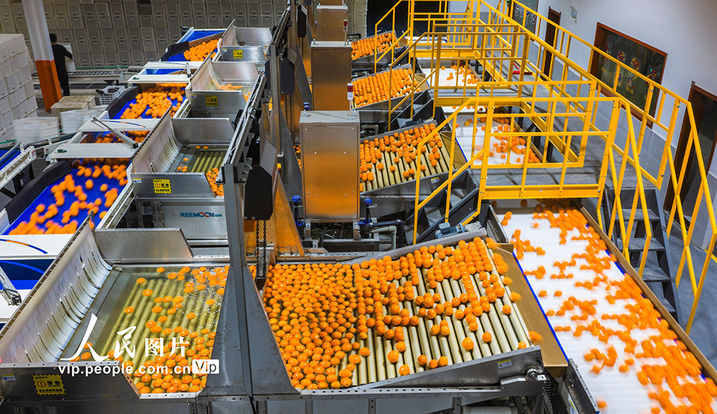 湖北秭歸：春橙飄香助增收【4】