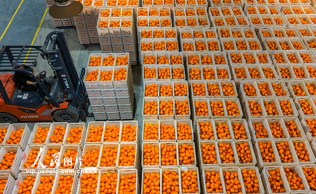 湖北秭歸：春橙飄香助增收【2】