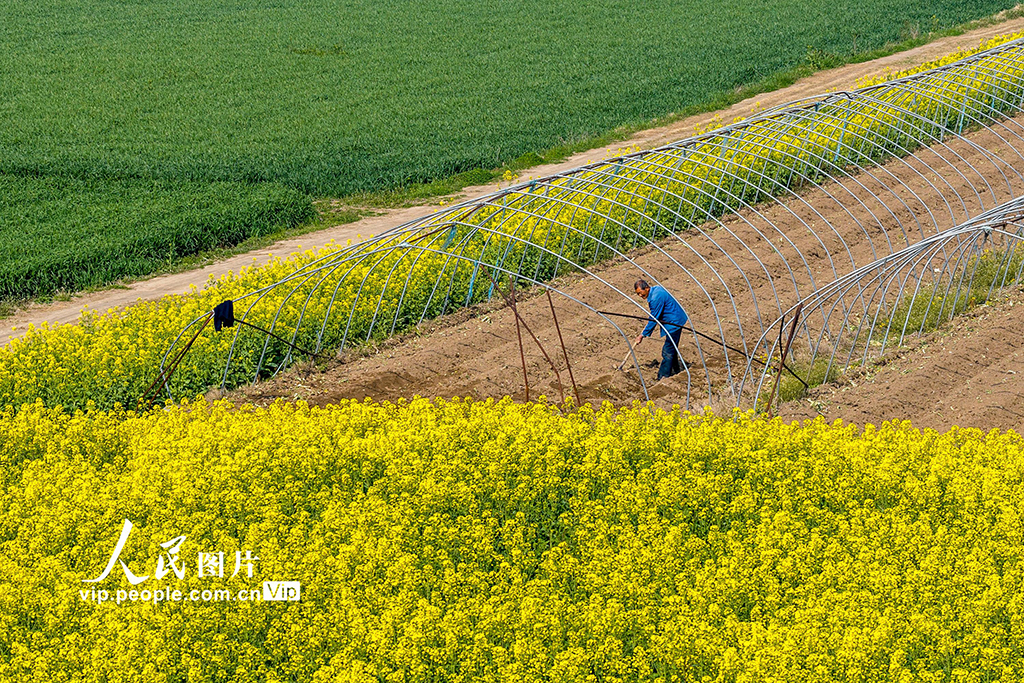 安徽蕪湖：春日農事忙【3】