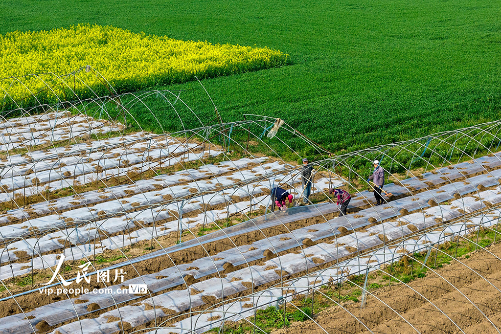 安徽蕪湖：春日農事忙【2】