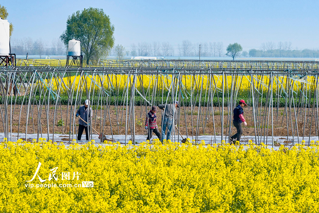 安徽蕪湖：春日農事忙【4】