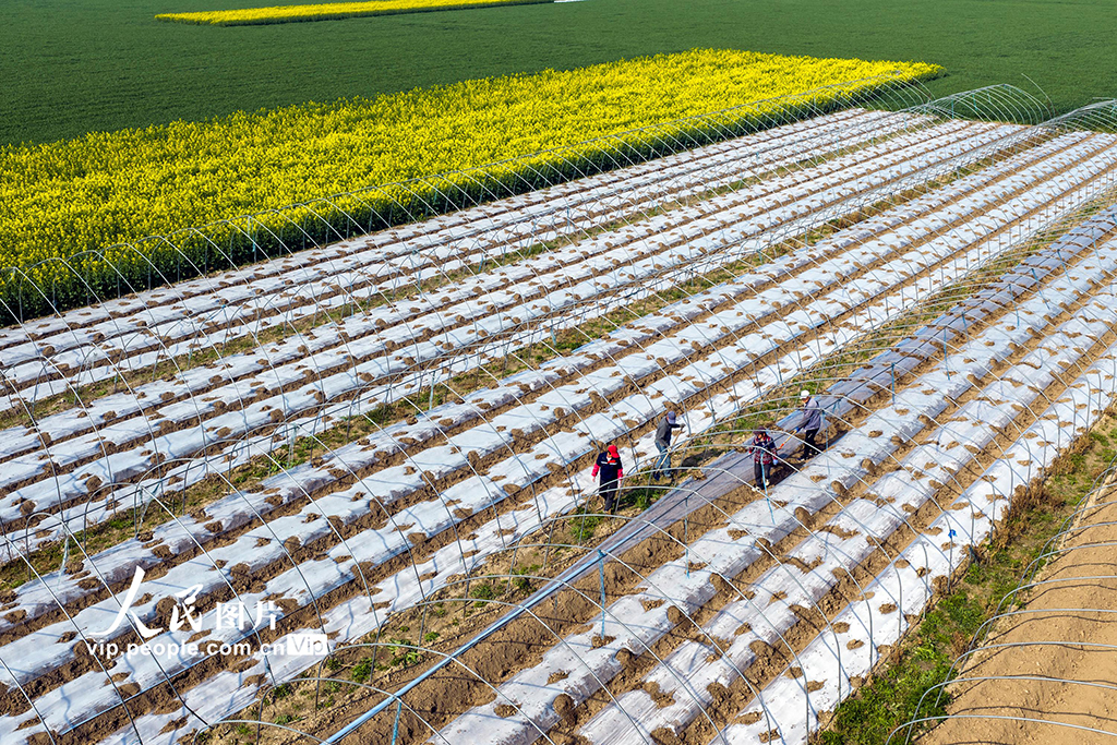 安徽蕪湖：春日農事忙【5】