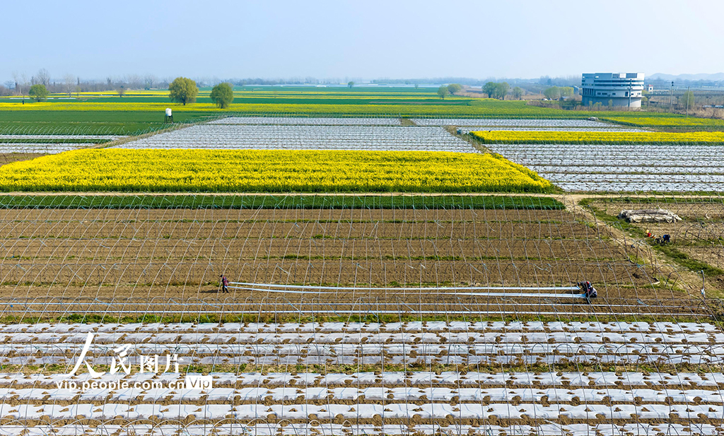 安徽蕪湖：春日農事忙【6】