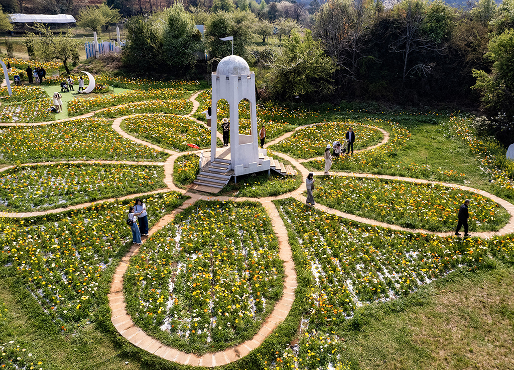 3月10日，游客在昆明名花谷游玩（無人機照片）。