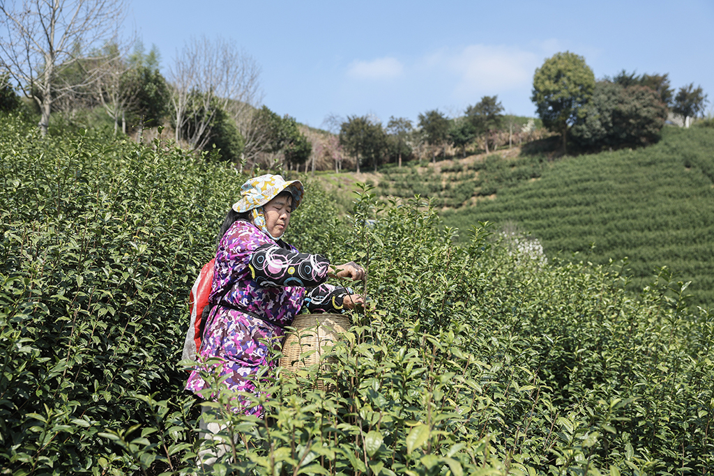 3月10日，在武義縣更香有機茶園內，採茶工在採摘今年首批春茶。
