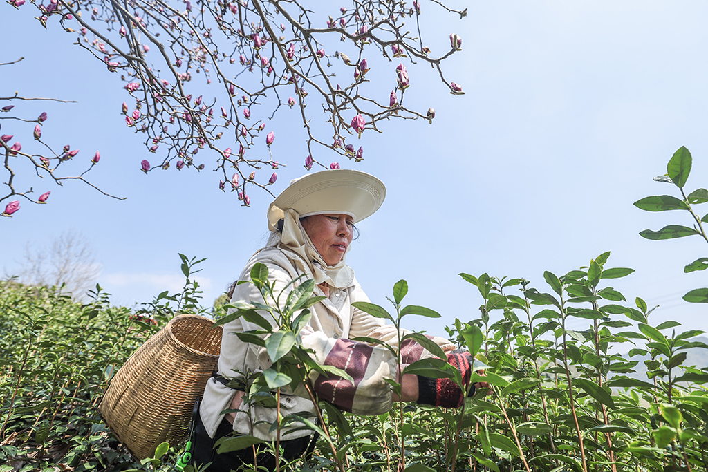 3月10日，在武義縣更香有機茶園內，採茶工在採摘今年首批春茶。